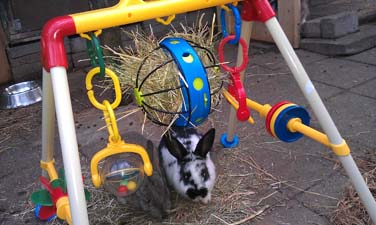 en hamsters - konijnenspeelgoed